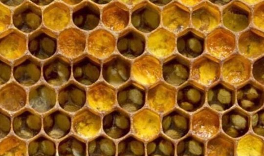 Xolesterolu aşağı salır, immuniteti gücləndirir... - Arı südünün faydaları