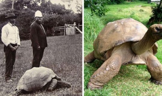 İki dünya müharibəsi yaşayıb, görmür, lakin cinsi həyatı aktivdir - 189 yaşlı tısbağanın həkimi