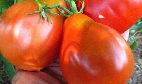 Yüksək təzyiqi salan xüsusi pomidor satışa çıxarıldı