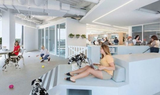 Heyvanlar üçün ofis - FOTO
