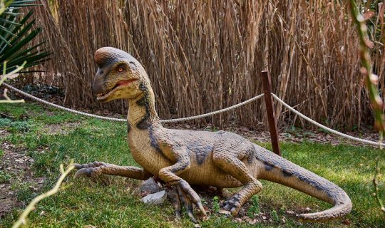 Çində dinozavra aid yumurta tapılıb