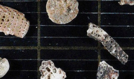 Antarktidada həyat xəzinəsi tapıldı