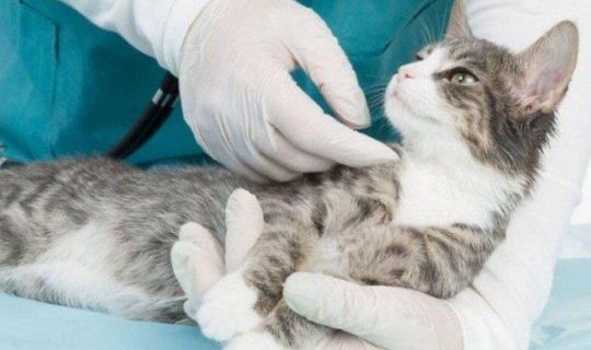 Pişiklərin qanında təhlükəli virus aşkarlandı