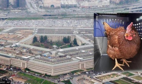 Dünyanın ən çox qorunan binasına girən toyuq gündəm oldu - FOTO