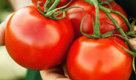 Pomidorun bilinməyən faydası aşkarlandı