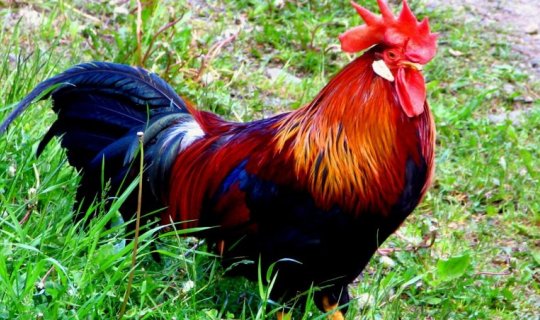 Manikürlü xoruz sosial şəbəkələrdə məşhurlaşdı - FOTO