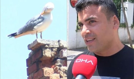 Davada qopan qulağını quş apardı - Kuryoz olay - FOTO/VİDEO 