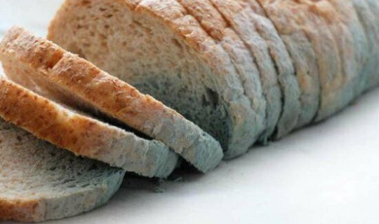Çörəkdə az da olsa kif bu xəstəliklərə səbəb olur - Mütəxəssis