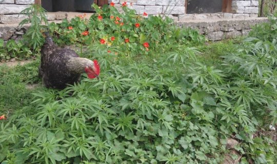 Toyuqlara dərman əvəzinə çətənə bitkisi verilib: Eksperiment özünü doğruldub