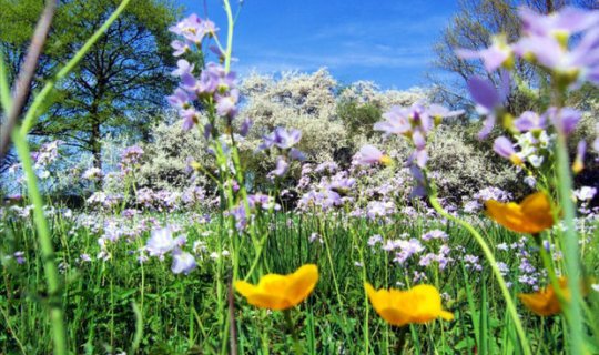 Sabah havanın temperaturu 38 dərəcəyədək artacaq