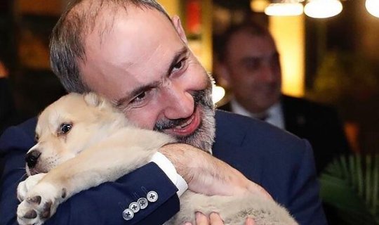 Paşinyan reklamda çəkildi: “Buynuzlu dostlar” – Video