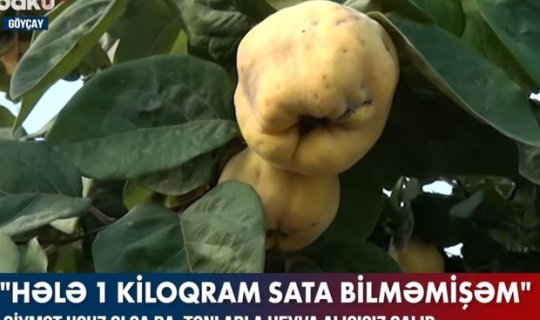Qiymət ucuz olsa da, tonlarla heyva alıcısız qalıb - VİDEO