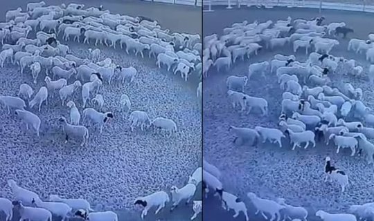 Çində 12 gündür dövrə vuran qoyunlar hər kəsi təəccübləndirdi - VİDEO