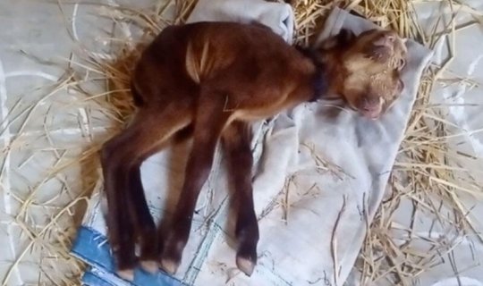 İki başlı və dörd gözlü quzu doğuldu