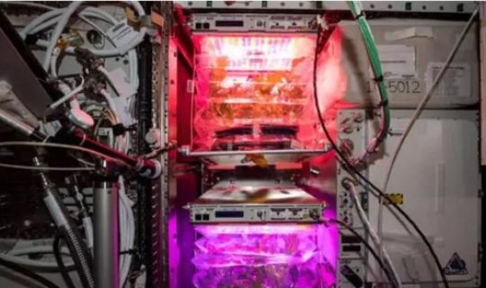 NASA kosmosda məhsul yetişdirib dünyaya gətirir