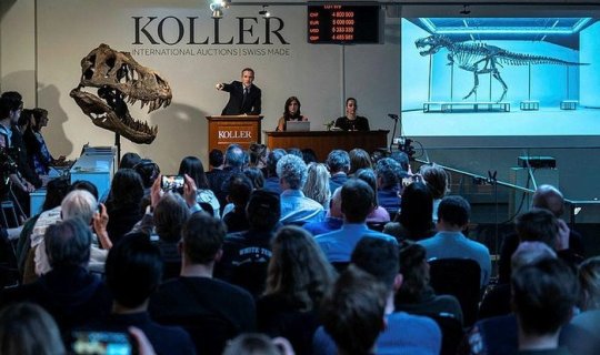67 milyon illik dinozavr skleti rekord qiymətə satıldı - FOTO