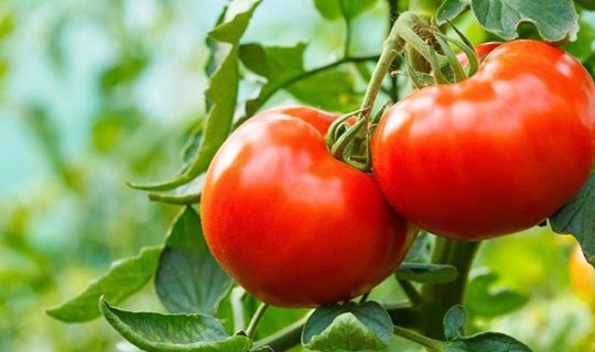 Pomidorun insan orqanizmi üçün faydaları