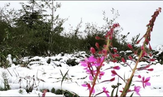 İyulda qar yağdı - VİDEO