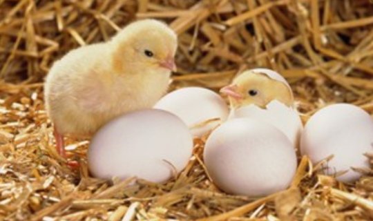 Yumurtadan çıxan cücə görənləri təəccübləndirdi - FOTO