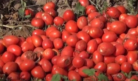Tonlarla pomidor sahələrdə çürüyür: “Kiloqramını 10 qəpiyə satırıq alan yoxdur” - VİDEO