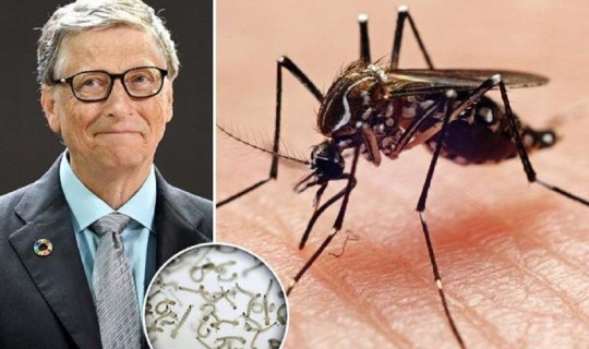 Bill Qeyts epidemiya yayan agcaqanadlar yetişdirir?