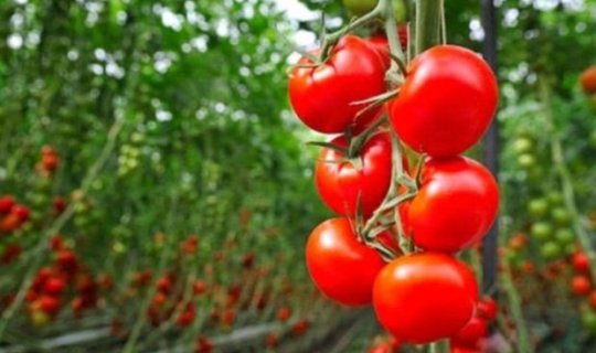 Azərbaycan pomidorunun ixracı azalıb: Xaricdə alıcı tapılmır, yoxsa? - FOTO