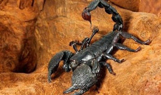 Dünyada ən çox insan ölümünə səbəb OLAN HEYVANLAR - Bu canlı hər il 700 min insan ÖLDÜRÜR