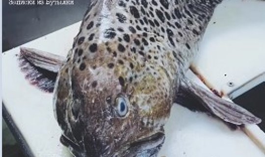 Balığın ağzını açan balıqçı gözlərinə inanmadı - FOTO