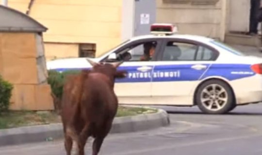 Polisin dananı güllələməsi tamamilə qanunidir, sahibi isə… - AÇIQLAMA