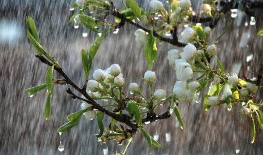 Sabahın hava proqnozu açıqlanıb