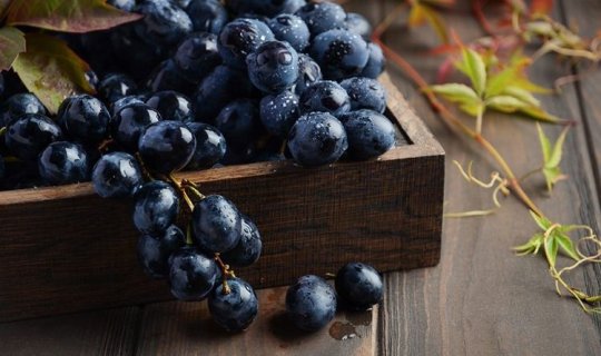 Qara üzümün möcüzəvi faydası tapıldı