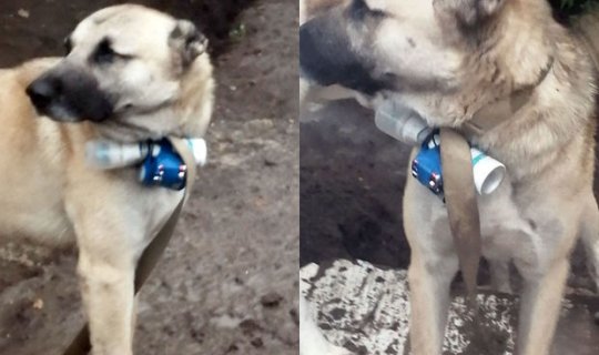 Ermənilər itin boynuna partlayıcı qurğu bağlayıb mövqelərimizə göndərdilər - FOTO