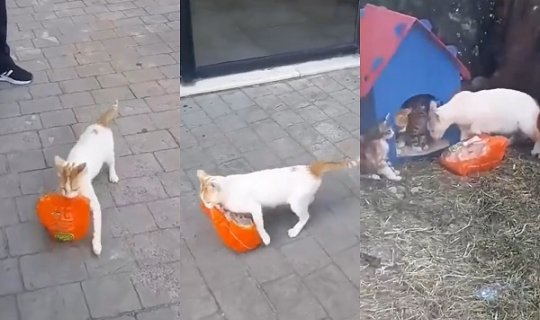 Balaları üçün toyuq oğurlayan pişik gündəm oldu - VİDEO