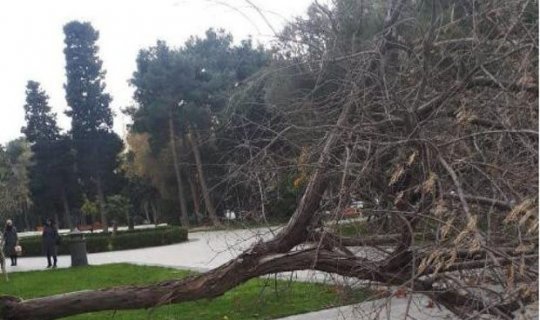 Güclü külək nəticəsində Bakıda 13 ağac sınıb