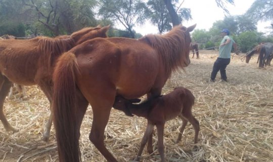 Tək gözlü doğulan dayça görənləri heyrətləndirdi -  FOTO