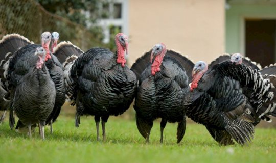 Yeni il süfrəsinin bəzəyi: Hind quşunun qiyməti neçəyədir?