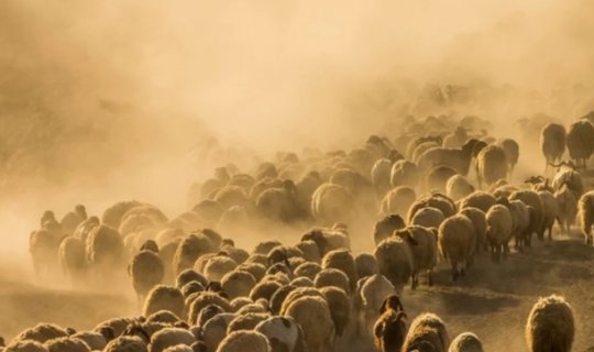 Telefonda gördükləri şoka saldı, biabırçı əməllərinin üstü açıldı - Təfərrüat