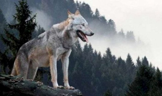 Sumqayıt sakinini 8 canavar parçaladı - FOTO