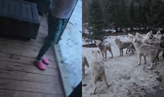 Kanadada canavar sürüsü evi “mühasirəyə aldı”: Qorxunc görüntülər - VİDEO