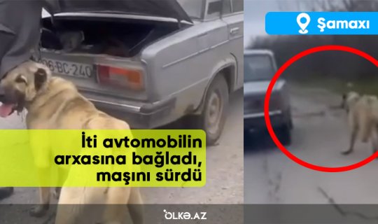Azərbaycanda biabırçı mənzərə: İti avtomobilin arxasına bağladı, maşını sürdü - VİDEO