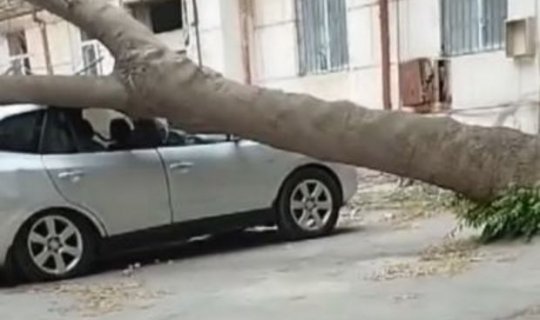 Bakıda ağac qırıldı: Xəsarət alan var - VİDEO