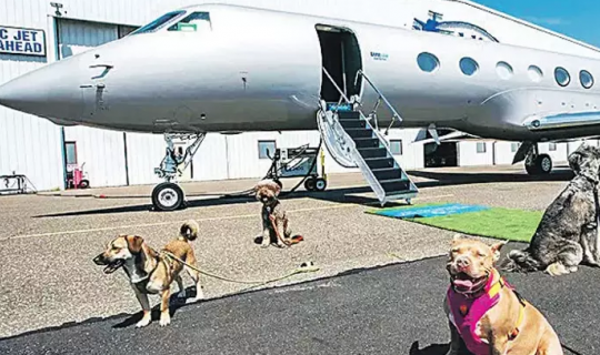 İtlər üçün xüsusi aviareys açıldı - FOTO