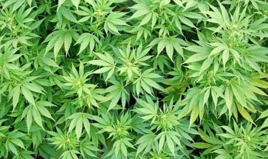 Xocalıda 237 kq narkotik bitki məhv edilib