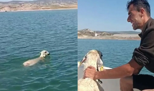 Türkiyədə maraqlı hadisə: Balıqçı toruna qoyun düşdü