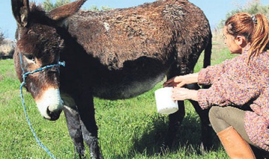 Eşşək südünün "dodaq uçuqladan" qiyməti açıqlandı