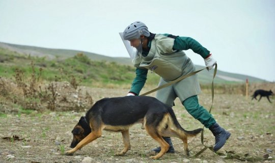 ANAMA-ya üç yeni minaaxtaran it təqdim olunub