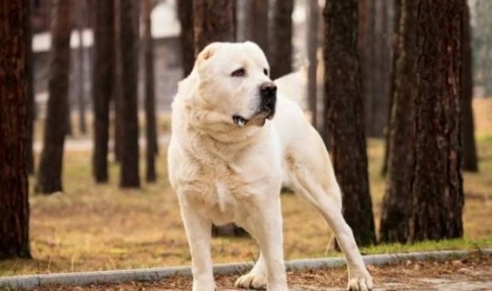 Bakıda alabay itləri sahibini parçalayaraq öldürdü