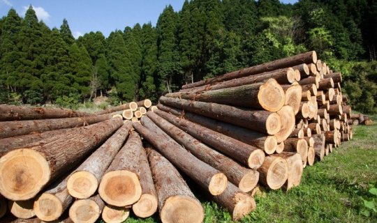Azərbaycanda oduncağın satışı ilə bağlı növbəti hərrac elan edilib