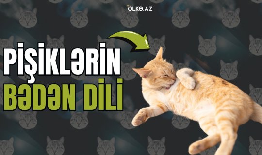 Pişikləri xüsusi edən özəlliklər və hərəkətlərinin mənası - Video