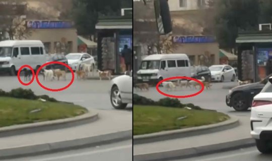 Bakının mərkəzində itlər sürü ilə gəzintiyə çıxdı - VİDEO
